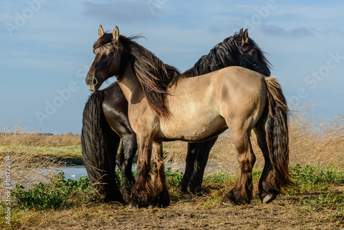 2 chevaux de trait dans les marais salant