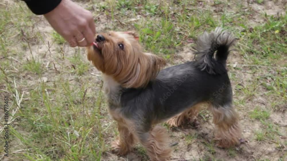 Woman's hand giving a snack little yorkshire dog on a walk Woman's hand giving a snack little yorkshire dog on a walk
