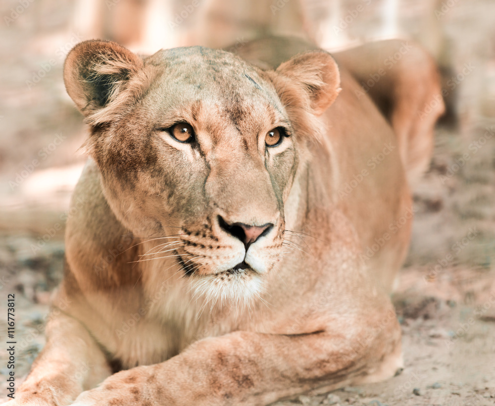 Naklejka premium animal African lioness
