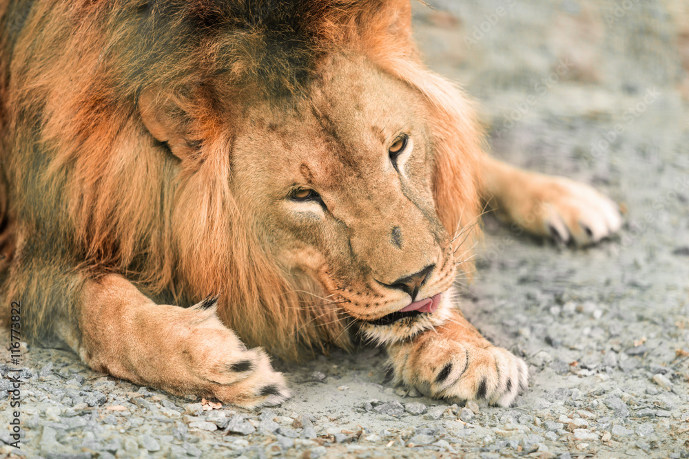 animal African lione