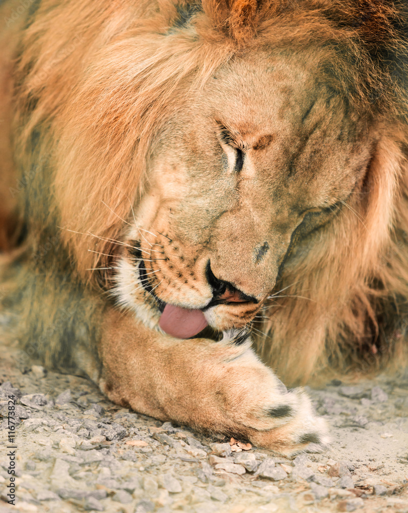 Obraz premium animal African lione