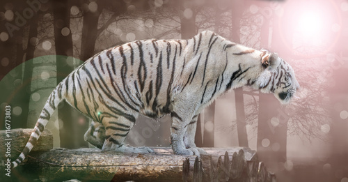 Fototapeta Naklejka Na Ścianę i Meble -  big white Bengal tiger