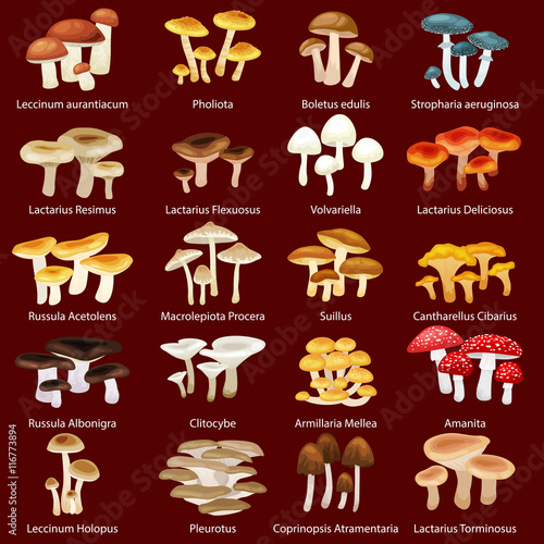 Vector isolated edible natural mushrooms in nature set, organic vegetable food collection of illustrations, forest mushrooms set.Isolated forest mushroom illustration with cap and steam, autumn nature