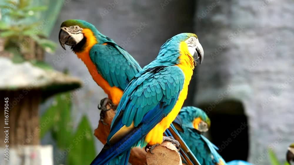 macaw in chiangmai Thailand macaw in chiangmai Thailand