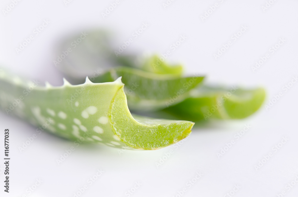 Aloe vera isolated on white Aloe vera isolated on white