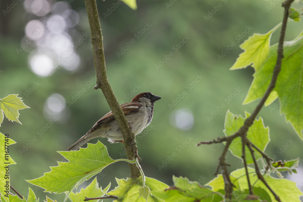 Feldsperling, Passer montanus, sitzt auf dem Ast