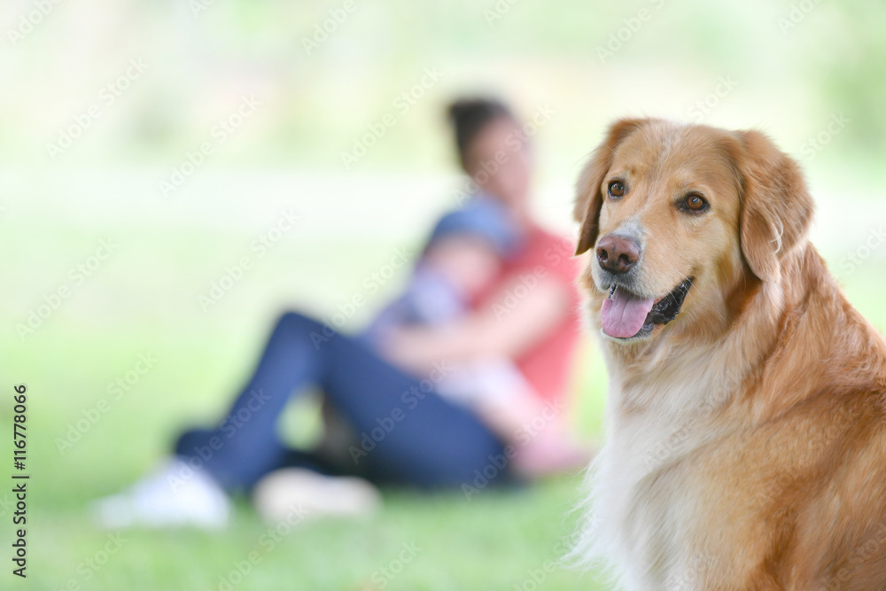 Golden retriever dog in park, people in background Golden retriever dog in park, people in background