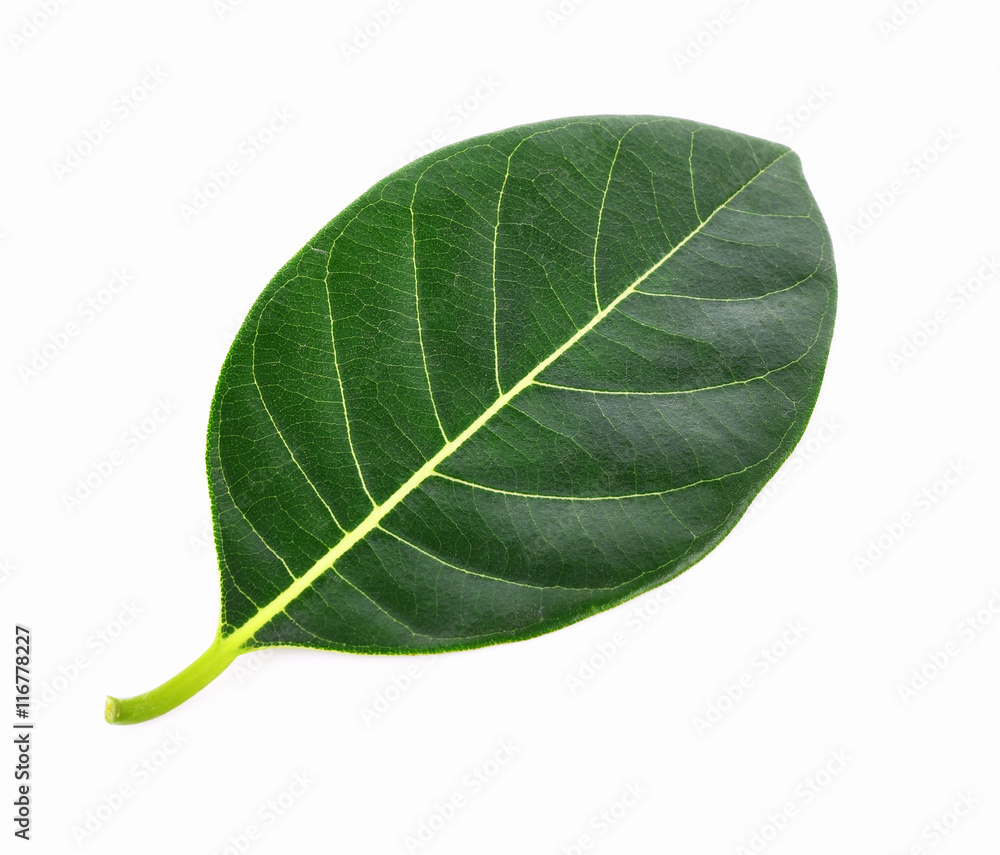 Jackfruit leaves isolated on white background Jackfruit leaves isolated on white background