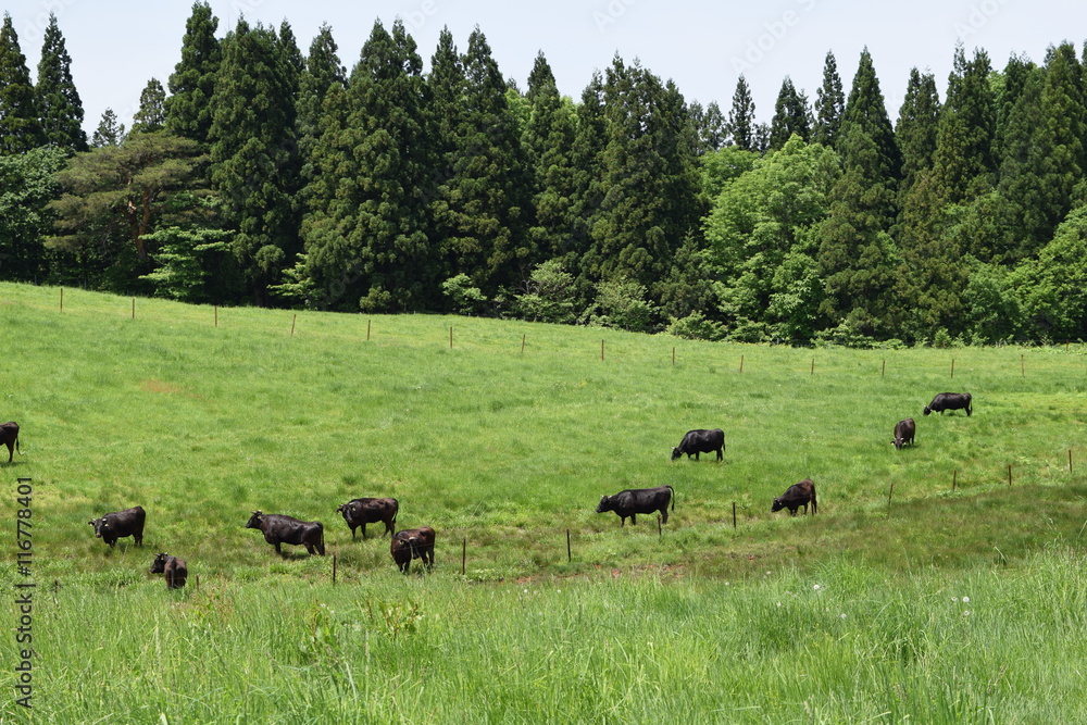 牛の放牧 / 山形県鶴岡市羽黒町川代にある月山高原牧場で、牛の放牧風景を撮影した写真です。この牧場は、約100haの緑のジュウタンが広がり、雄大な高原の中で牛や羊を眺められます。牛を放牧すると足腰が丈夫になる、広々とした牧場で運動することにより健全な牛になる、管理の手間が省ける、エサ代の削減など良いこと尽くしです。高原からの眺めは最高で、ひそかな観光ポイントになっています。 牛の放牧 / 山形県鶴岡市羽黒町川代にある月山高原牧場で、牛の放牧風景を撮影した写真です。この牧場は、約100haの緑のジュウタンが広がり、雄大な高原の中で牛や羊を眺められます。牛を放牧すると足腰が丈夫になる、広々とした牧場で運動することにより健全な牛になる、管理の手間が省ける、エサ代の削減など良いこと尽くしです。高原からの眺めは最高で、ひそかな観光ポイントになっています。