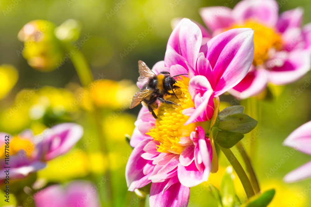 Sommer  -   Hummel auf Blüte