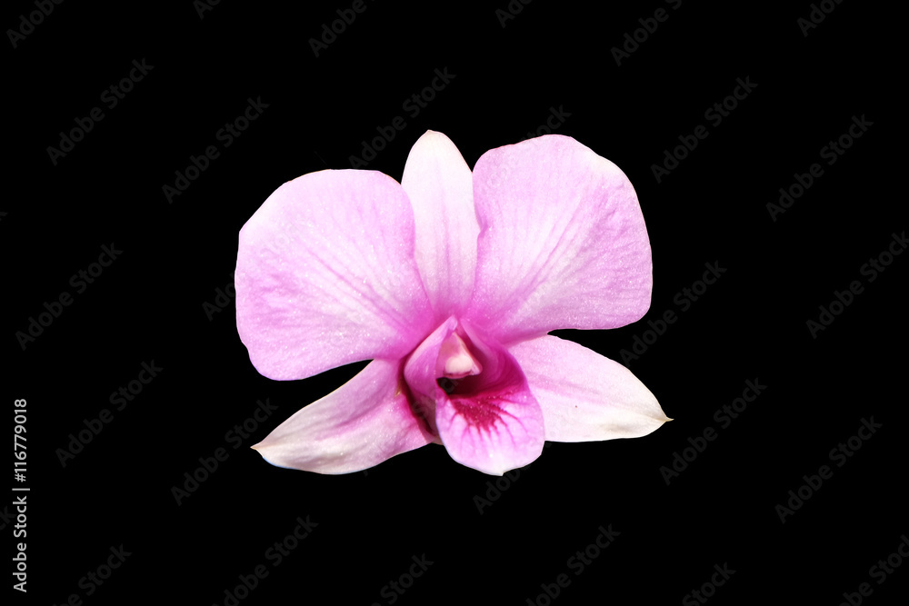 Pale pink dendrobium orchid flower isolated with clipping path Pale pink dendrobium orchid flower isolated with clipping path