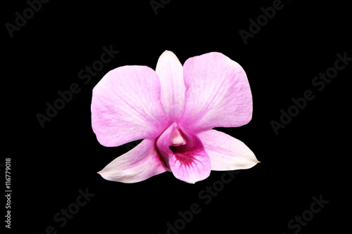 Pale pink dendrobium orchid flower isolated with clipping path