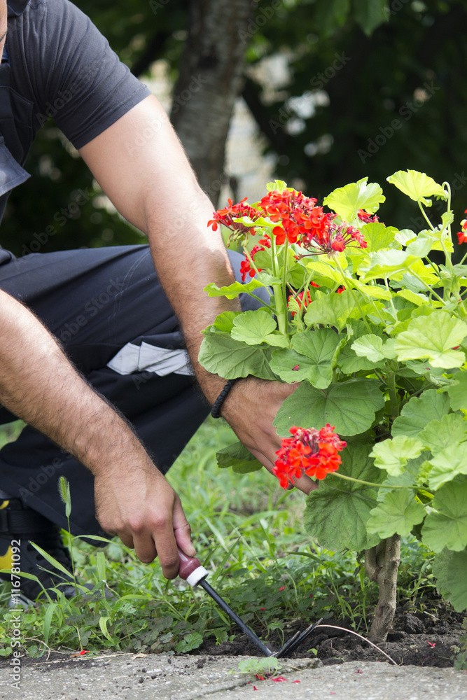 Fototapeta premium gardener geranium