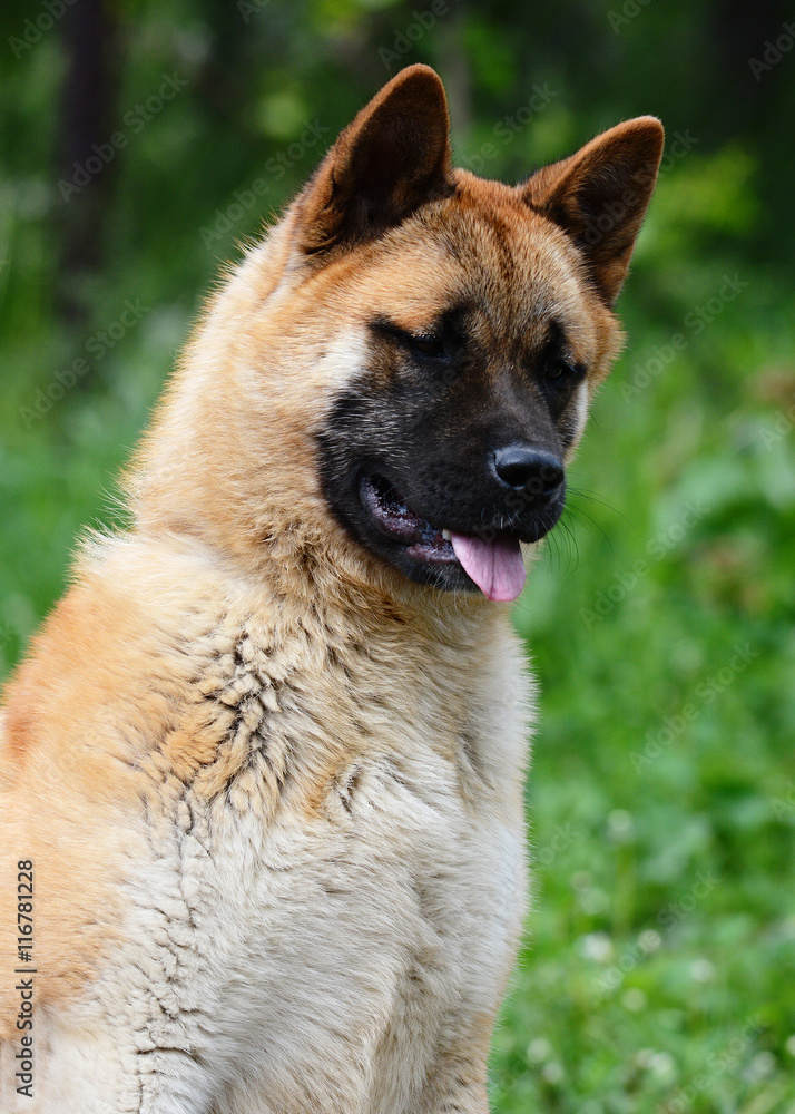 Portrait of a cute American akita