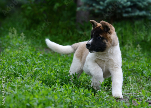 Obraz na płótnie Puppy American akita running and playing in the grass w salonie