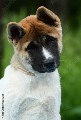 Obraz na płótnie Portrait of a cute puppy American akita w salonie