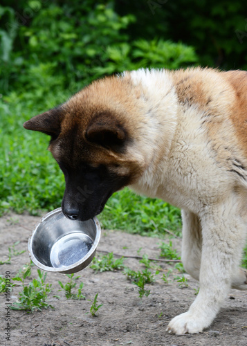 Obraz na płótnie Funny American Akita carries teeth bowl w salonie