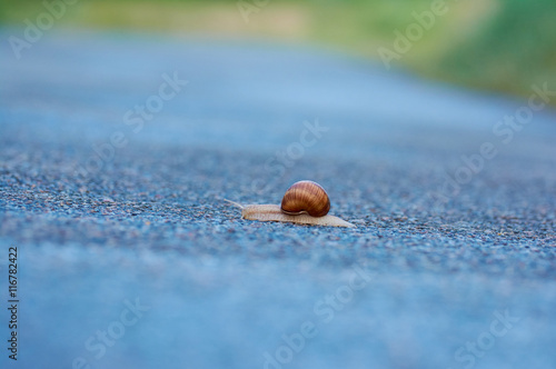 Fotografie Snail crawling on asphalt surface