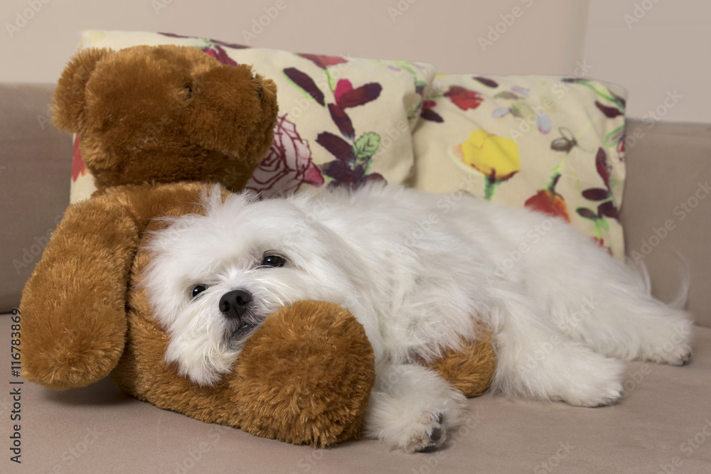 White maltese dog resting on the arms of a cute teddy bear. Stock