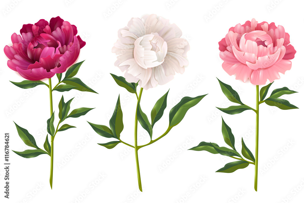 Peonies Realistic Set