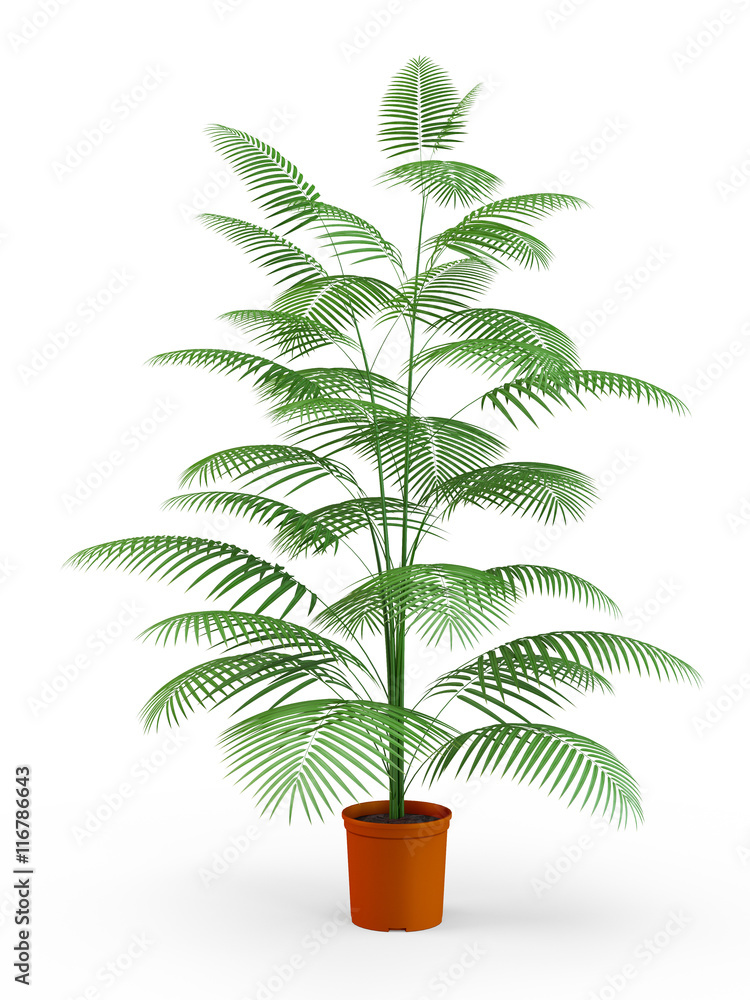 Obraz premium Palm tree isolated on white background. 3D Rendering, 3D Illustration.