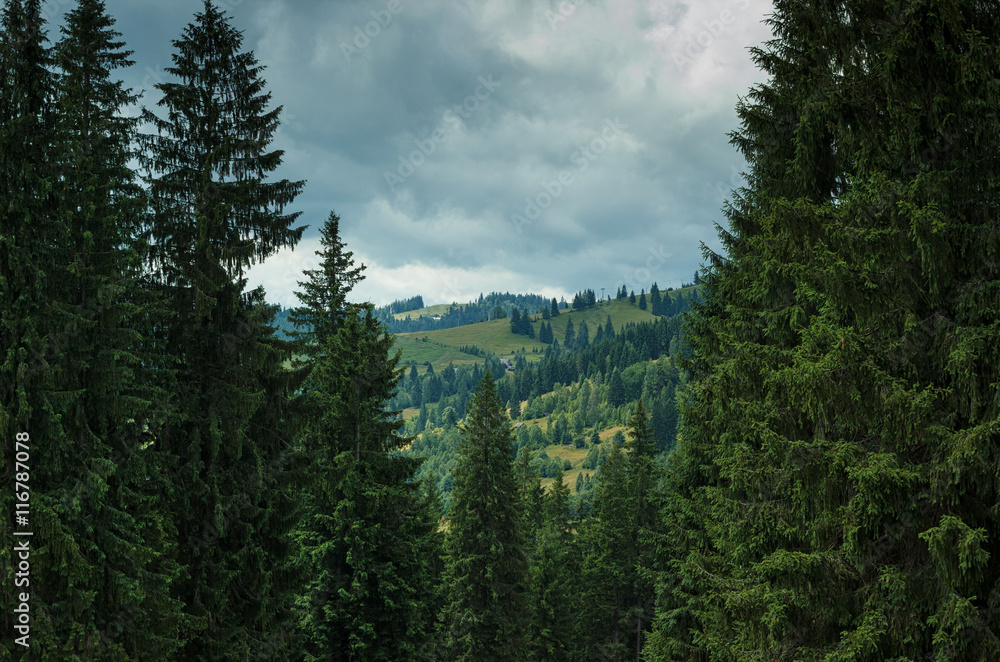 Moody weather in Carpathian mountains forest