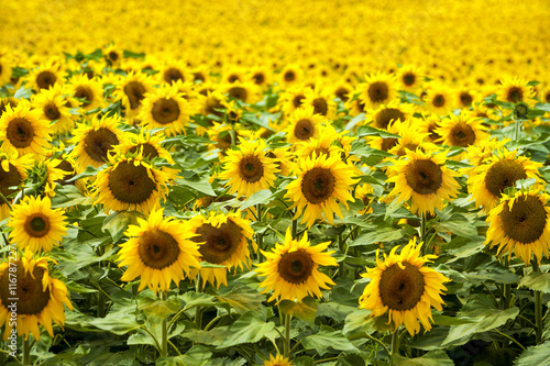 Fototapeta Naklejka Na Ścianę i Meble -  Sonnenblumenfeld