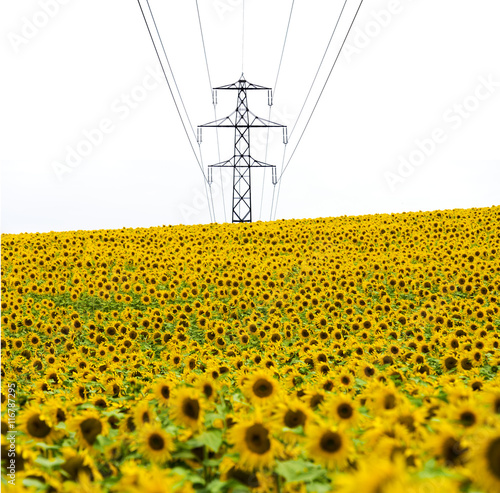 Sonnenblumenfeld mit Strommast