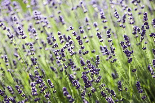 Lavendel