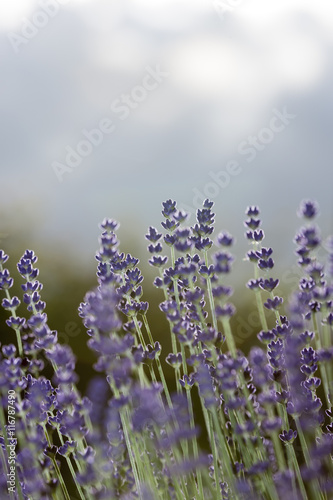 Lavendel