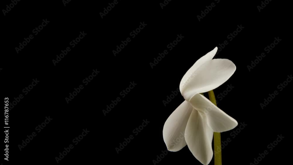 Beautiful time lapse of a flower opening up. Beautiful time lapse of a flower opening up.