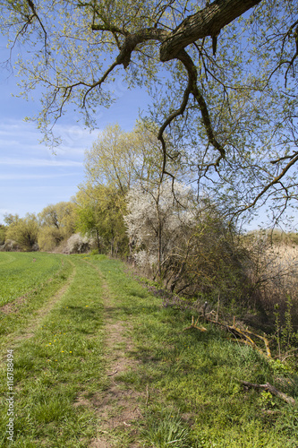 Unterwegs zwischen Vogelschutzgebiet NSG Garstadt und der Mainebne bei Hirschfeld und Heidenfeld im Landkreis Schweinfurt  Unterfranken  Bayern  Deutschland