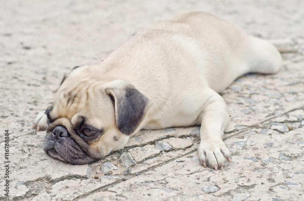 Cute pug lying,dog very sadd