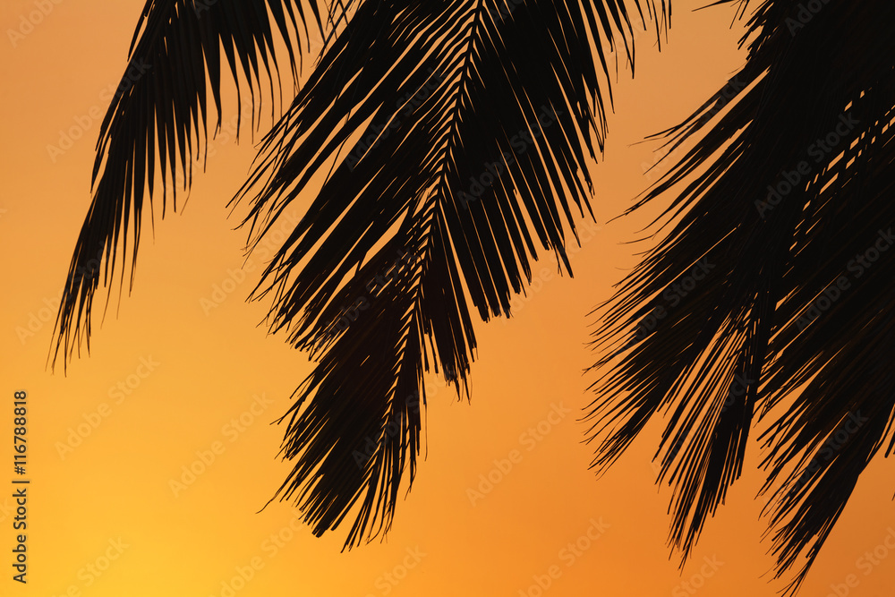 palm leaves goa