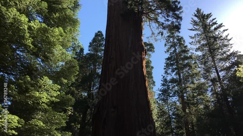 kings canyon sequoia national park, usa
