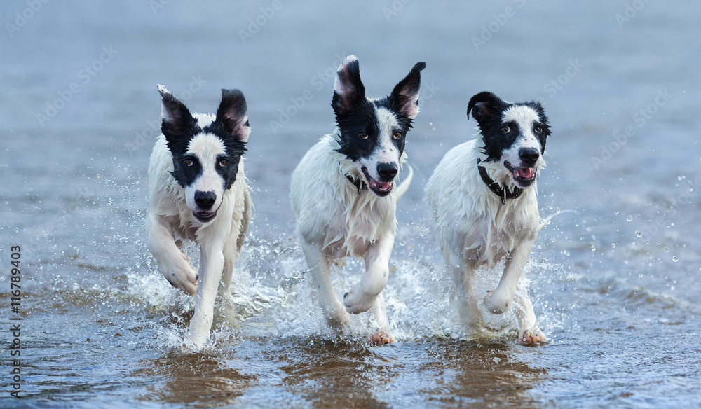Obraz premium Three puppies of mongrel running on water.