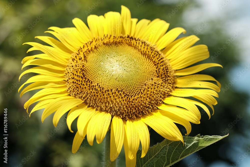 Obraz premium Sunflower