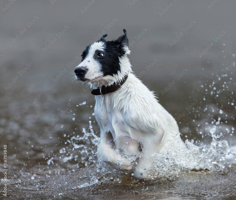Puppy of mongrel  jumps out of water.