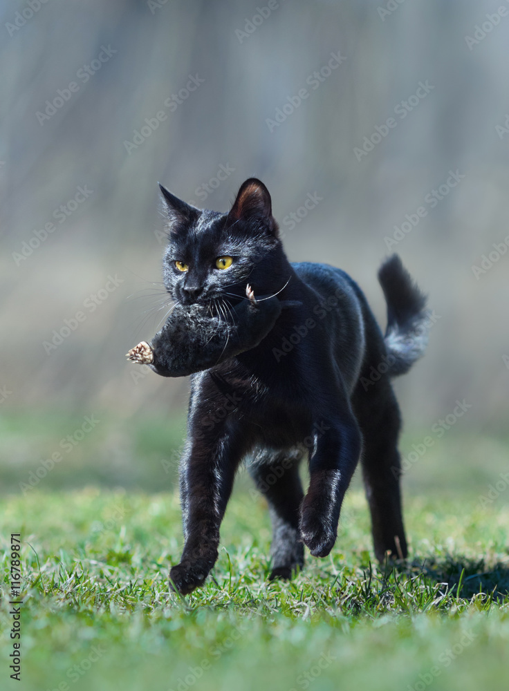 Obraz premium Black short-haired cat playing with dead mole
