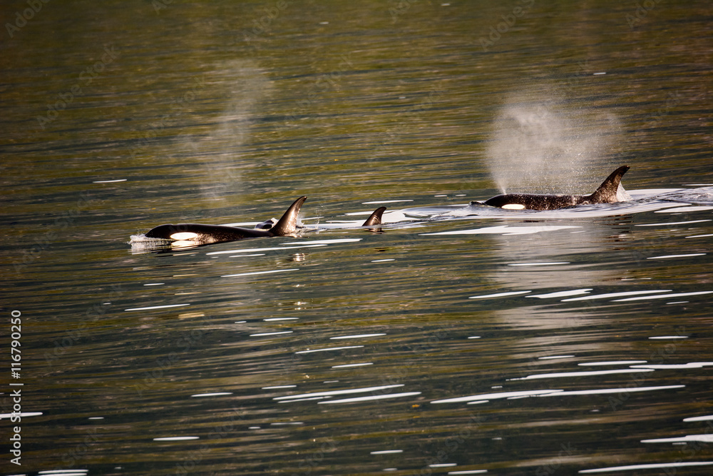 Fototapeta premium Killer whales spouting