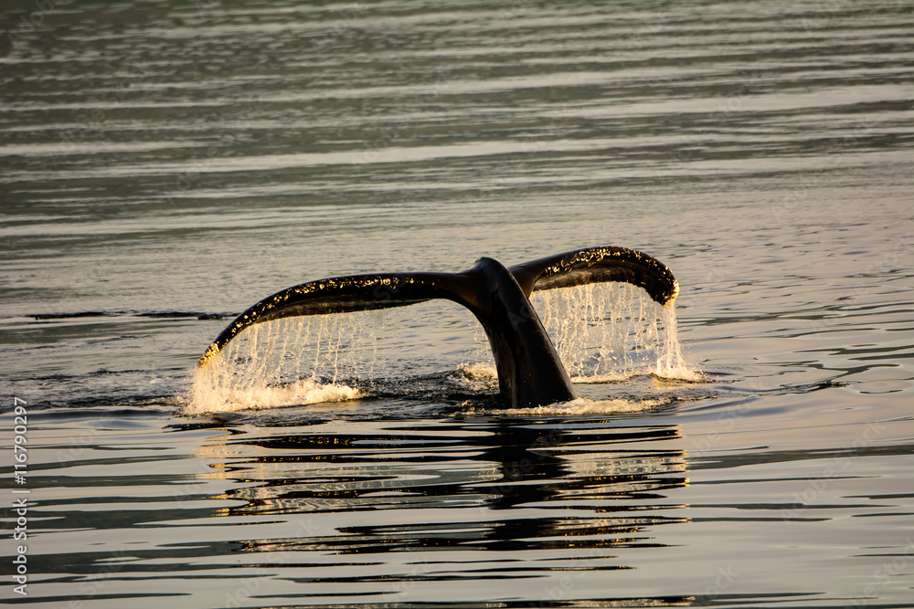 Fototapeta premium Humpback Whale diving