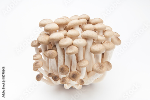 shimeji mushrooms on white background.