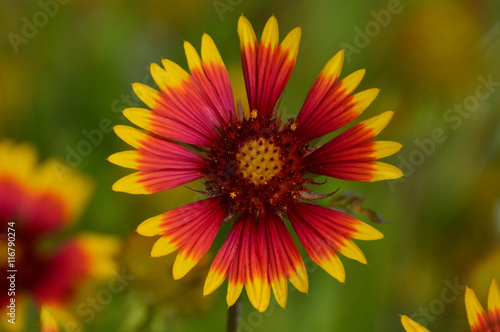 Firewheel  or Indian blanket flower