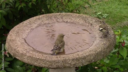 Green finch cleaning its feathers by splashing and preening in a bird bath.  