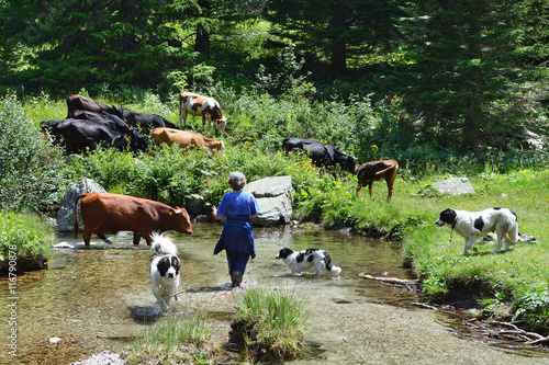 фотографія Bulgarian countrywoman with cattle in pasture by a mountain river