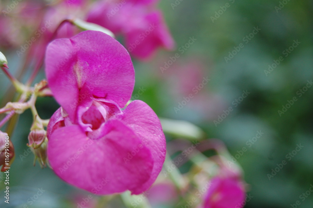 Naklejka premium Розовый цветок