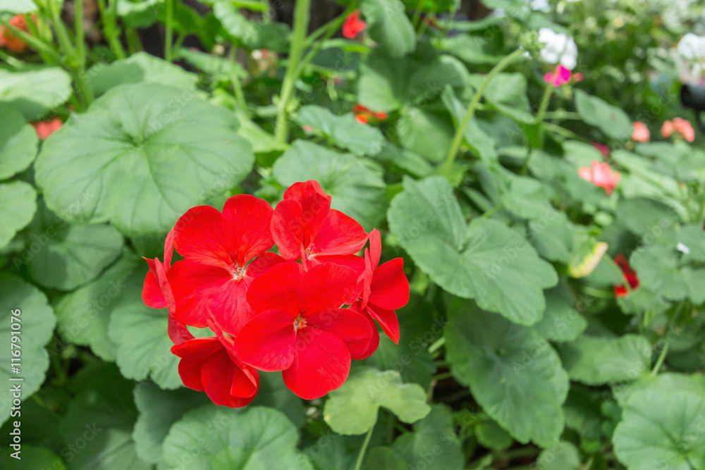 Beautiful red flower close up in the garden Beautiful red flower close up in the garden