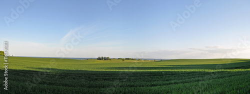 Getreidefeld bei Altkamp - Insel R  gen