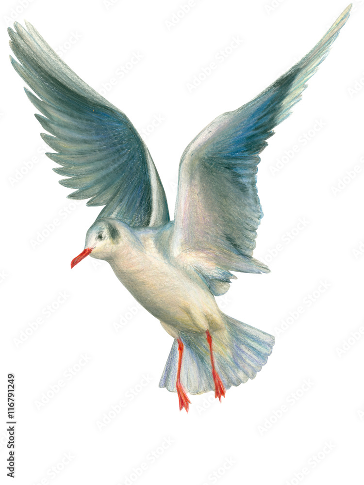 Fototapeta premium Seagull drawn with colored pencils on a white background