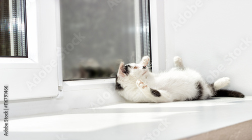 kitten on a window sill